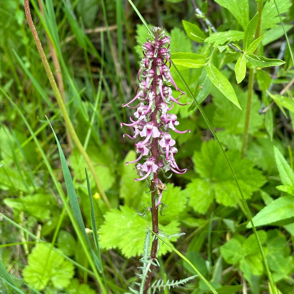 Meet your Posher, Rochelle - Picture 2 of 16